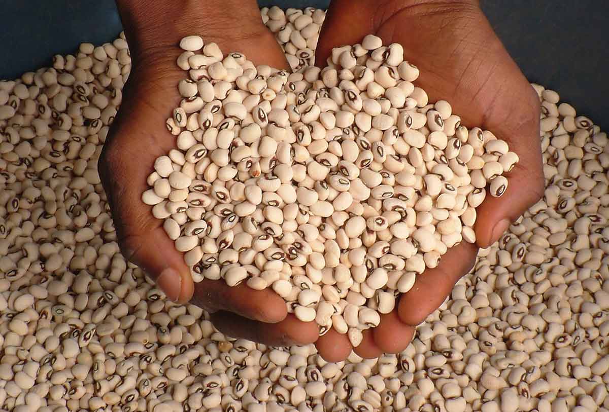 FDA Warns Against Cement Use in Beans
